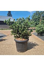 Picea pungens Luckey Strike C25 Lit. 50-60 cm