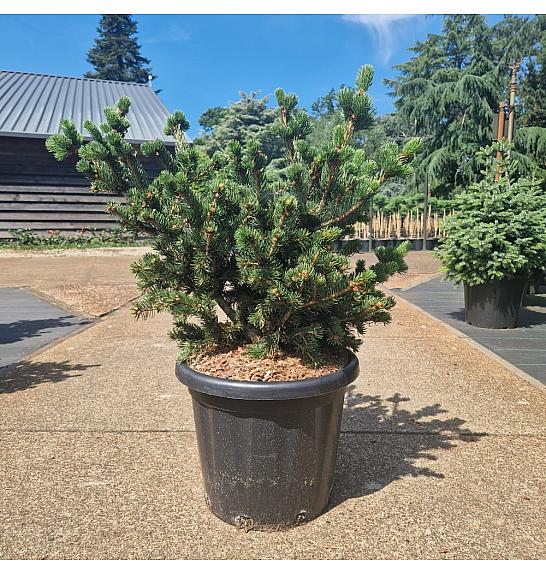 Picea pungens Luckey Strike C25 Lit. 50-60 cm