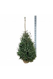 Picea omorika bala 100-125 cm extra