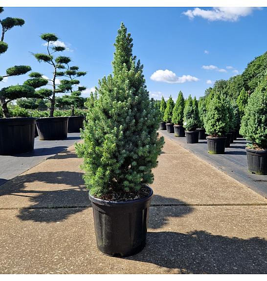 Picea glauca Sanders Blue C11 Lit. 60-70 cm