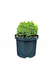 Picea glauca Jalako Gold C5 Lit. 25-30 cm