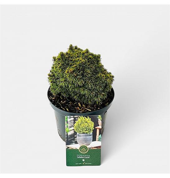 Picea glauca Jalako Gold C2,5 Lit. 15-20 cm