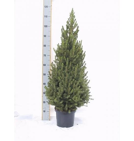 BORENT CONIFERS