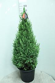 Picea glauca Conica C15 Lit. 130-140 cm