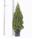 Picea glauca Conica C10 Lit. 110-120 cm