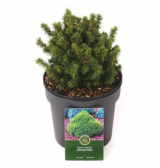 Picea glauca Alberta Globe C2,5 Lit. 20-25 cm