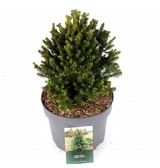 Picea abies Wills Zwerg C5 Lit. 30-40 cm