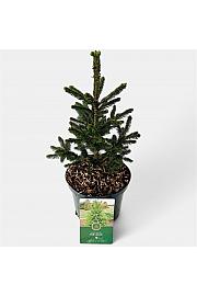 Picea abies Wills Zwerg C2,5 Lit. 20-25 cm