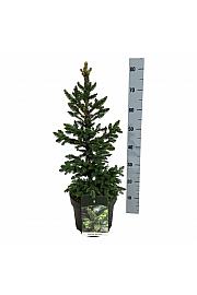 Picea abies Will´s Zwerg C7,5 Lit. 50-60 cm