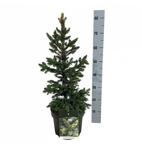 Picea abies Will´s Zwerg C7,5 Lit. 50-60 cm