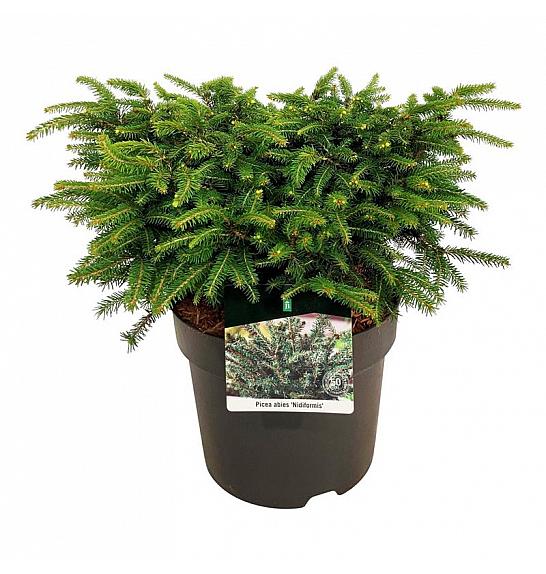 Picea abies Nidiformis C7,5 Lit. 30-40 cm