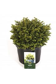 Picea abies Little Gem C5 Lit. 25-30 cm