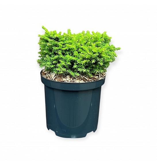 Picea abies Little Gem C2,5 Lit. 25-30 cm