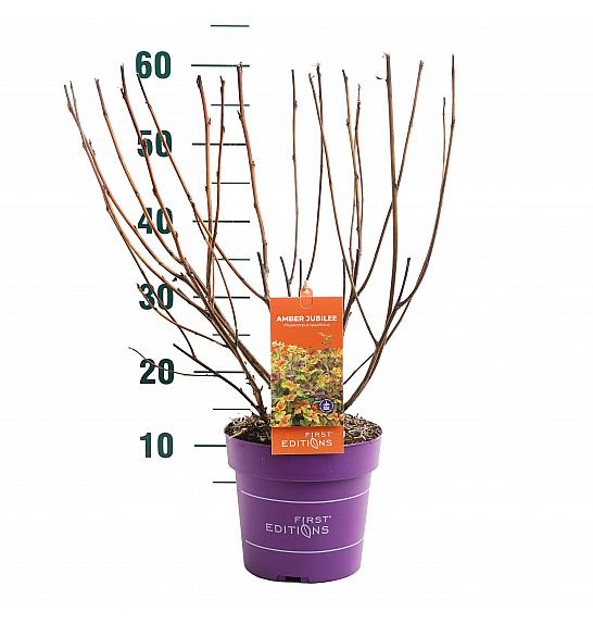 Physocarpus op. Amber Jubilee® C3 Lit. 40/+ cm