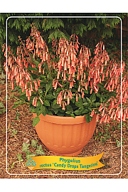 Phygelius rectus Candy Drops Tangerine Ø11