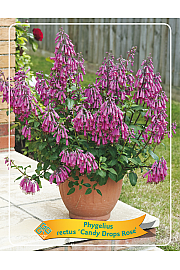 Phygelius rectus Candy Drops Rose Ø11