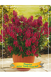 Phygelius rectus Candy Drops Red Ø11