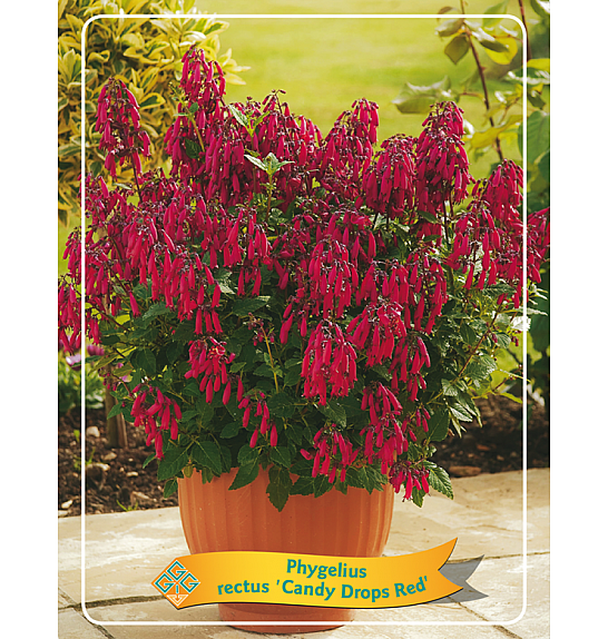 Phygelius rectus Candy Drops Red Ø11