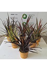 Phormium Mix Downunder Dreams Ø18