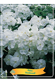 Phlox Rembrandt Ø11