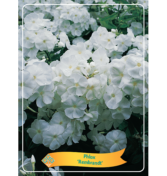 Phlox Rembrandt Ø11
