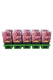 Phlox Peppermint Twist Ø11