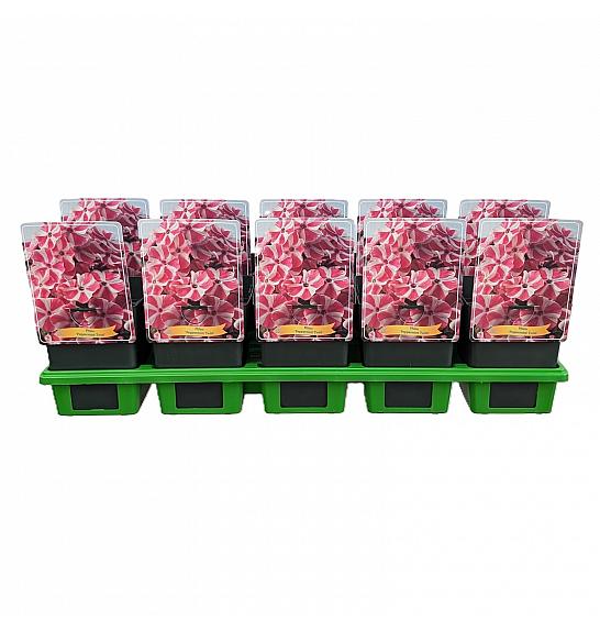 Phlox Peppermint Twist Ø11