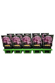 Phlox paniculata Uspech Ø11