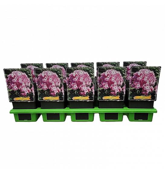 Phlox paniculata Uspech Ø11