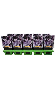 Phlox paniculata Swizzle Blue ® Ø11