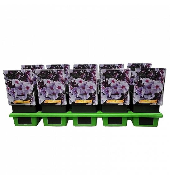 Phlox paniculata Swizzle Blue ® Ø11