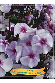 Phlox paniculata Swizzle Blue ® Ø11