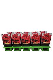 Phlox paniculata Strawberry Daiquiri ® Ø11