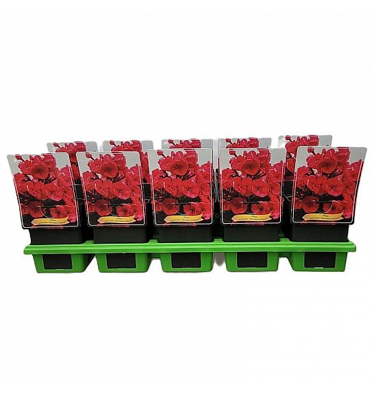 Phlox paniculata Strawberry Daiquiri ® Ø11
