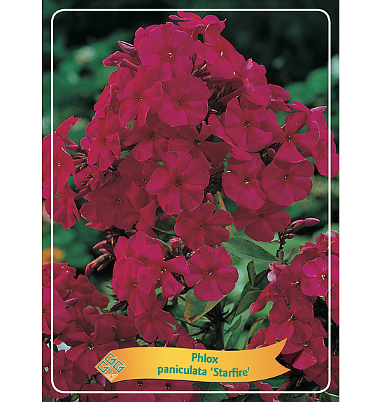 Phlox paniculata Starfire Ø11
