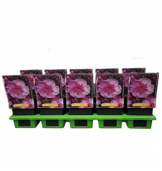 Phlox paniculata Smokey Ø11