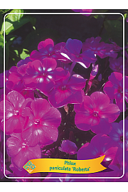 Phlox paniculata Roberta Ø11