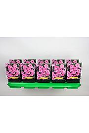 Phlox paniculata Rainbow Dancer Ø11