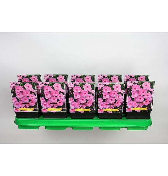 Phlox paniculata Rainbow Dancer Ø11