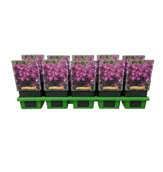 Phlox paniculata Purple Kiss ® Ø11