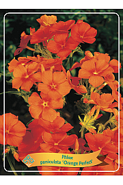 Phlox paniculata Orange Perfect Ø11
