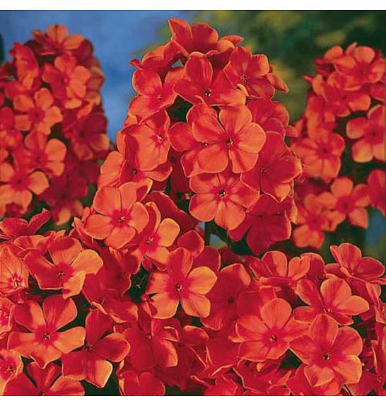 Phlox paniculata Orange Perfect Ø11
