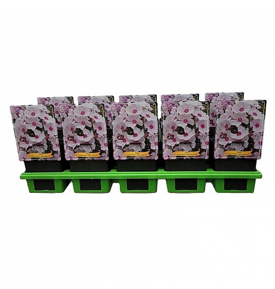Phlox paniculata Miss Holland Ø11