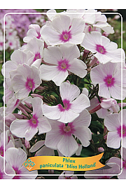 Phlox paniculata Miss Holland Ø11