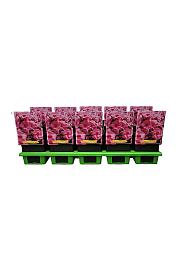Phlox paniculata Jeffs Pink Ø11