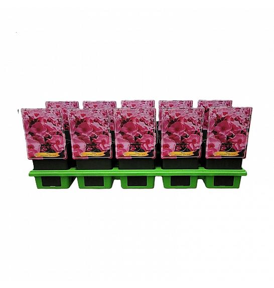 Phlox paniculata Jeffs Pink Ø11