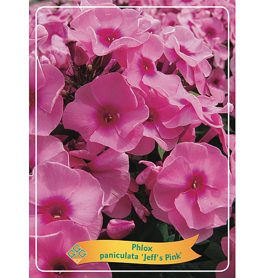 Phlox paniculata Jeffs Pink Ø11