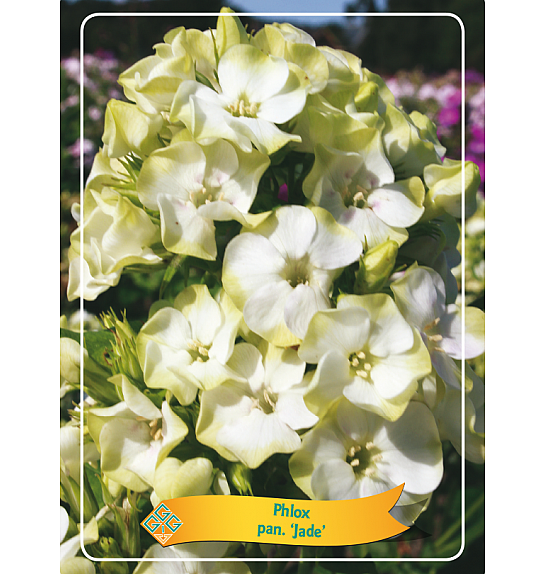 Phlox paniculata Jade Ø11