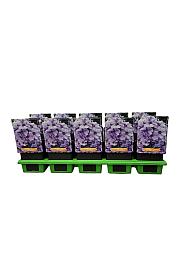 Phlox paniculata Gräfin von Schwerin Ø11