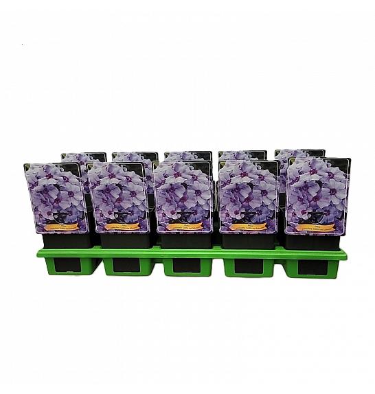 Phlox paniculata Gräfin von Schwerin Ø11